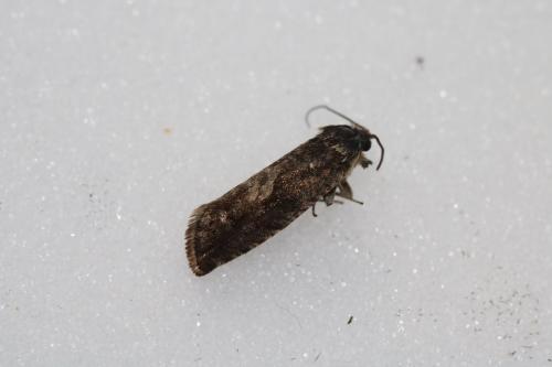 Réf. 248 918 : Pammene sp.
